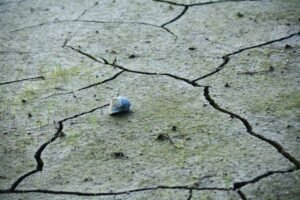 Close-up of a cracked earth surface with a rock and small grass sprouts suggesting drought recovery.