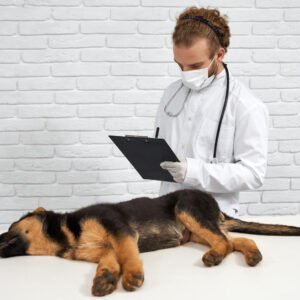 Pet Emergency Preparedness Guide - Pet Service Lead Magnet