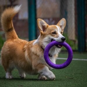 dog, obedient, pet, training, animal, canine, corgi, breed, puller, game, nature, agility, steps, walking, mouth toy