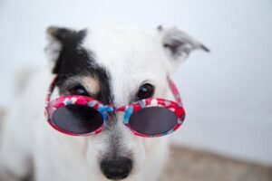 Pet Personality Decoder AI Agent