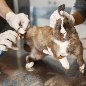 Close-up of a vet trimming a rabbit's nails during a check-up at an animal clinic.