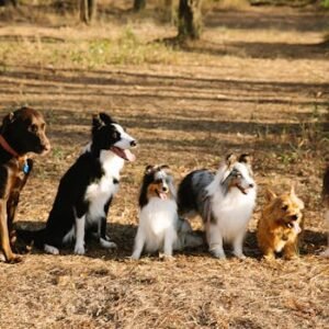 A joyful gathering of various dog breeds sitting on a sunlit woodland path.