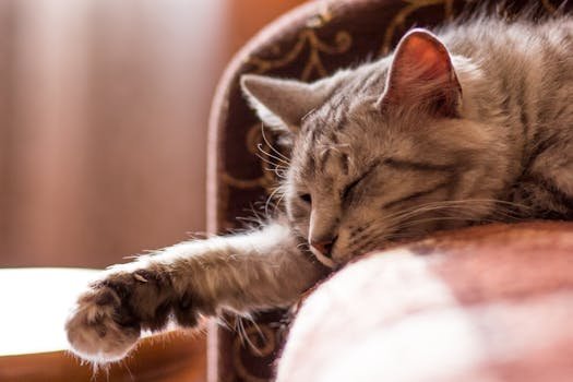 A fluffy cat peacefully sleeping on a couch indoors with soft lighting.